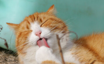 Specjalistyczne żywienie kotów