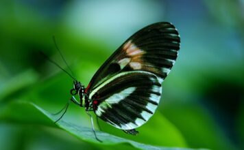 Czy listonosz ma prawo wejść na posesję?