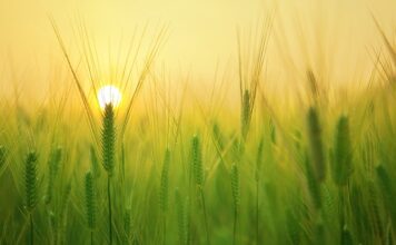 Jaki siewnik na małe gospodarstwo?