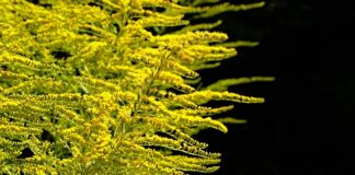 Jak sadzić w skrzynkach?