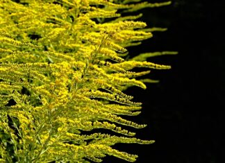 Jak sadzić w skrzynkach?