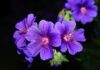 Czego nie lubi pelargonia? Czego nie lubi pelargonia?