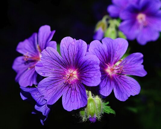 Czego nie lubi pelargonia?