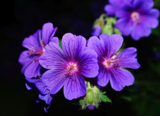 Z czym łączyć pelargonie na balkon?