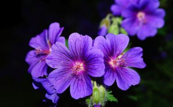 Z czym łączyć pelargonie na balkon?