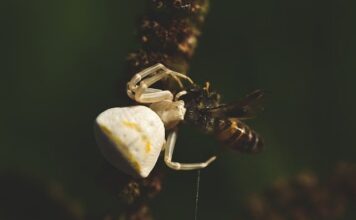 Do czego nosić Huntery?